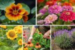 5 Creative Herb-and-Flower Combo Beds for Beauty and Flavor
