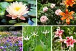 5 Gorgeous Lily Bed Ideas to Brighten Your Garden
