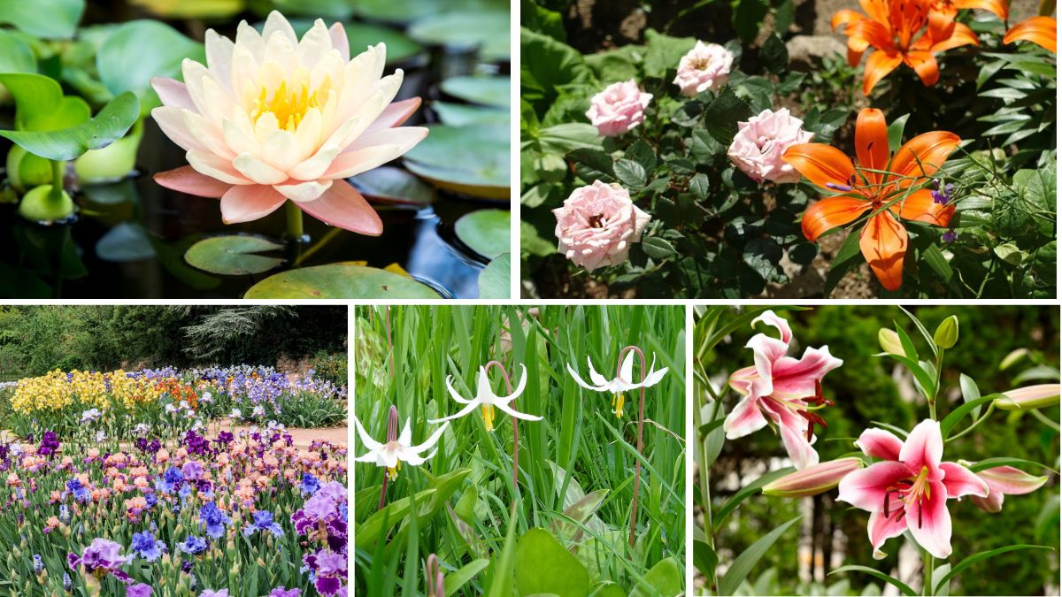 5 Gorgeous Lily Bed Ideas to Brighten Your Garden