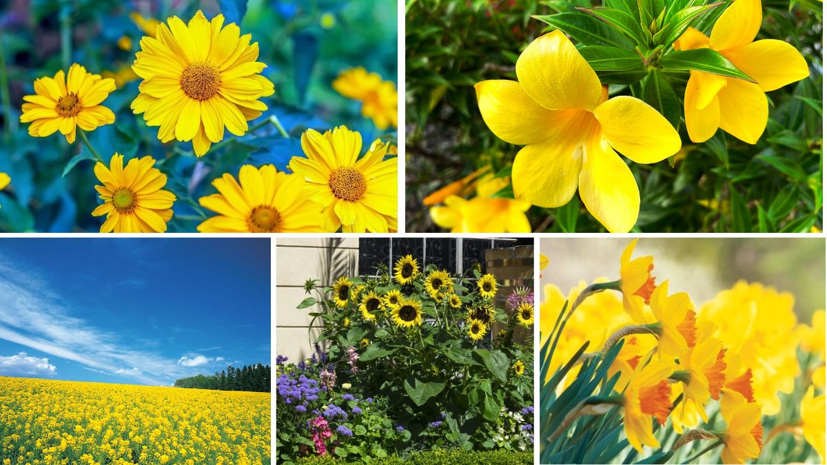 5 Sun-Kissed Yellow Flower Beds for a Bright Garden
