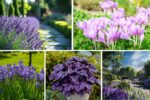 5 Gorgeous Purple Flower Beds for a Royal Touch