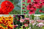 5 Red-Themed Flower Beds for Bold Impact