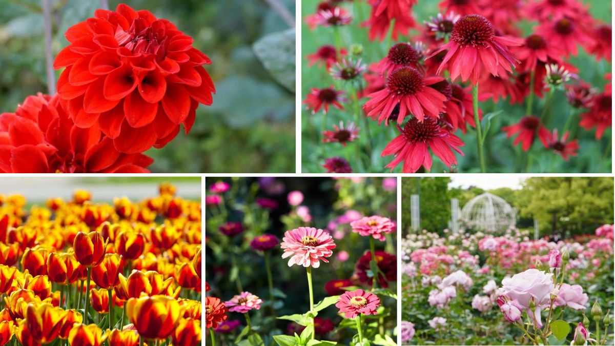 5 Red-Themed Flower Beds for Bold Impact