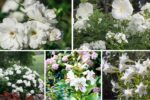 5 White Flower Bed Ideas for a Serene Garden