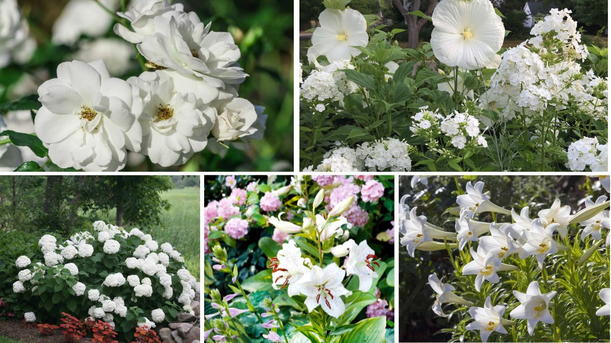 5 White Flower Bed Ideas for a Serene Garden