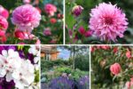 5 Pink Flower Bed Designs for a Romantic Look