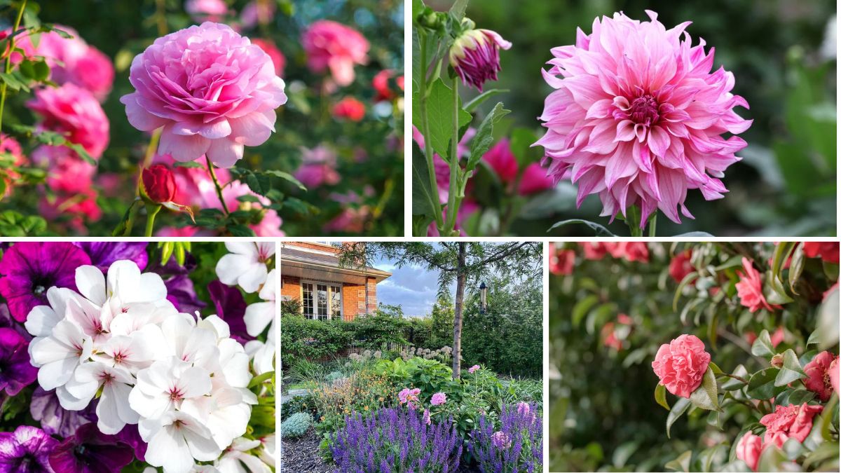5 Pink Flower Bed Designs for a Romantic Look