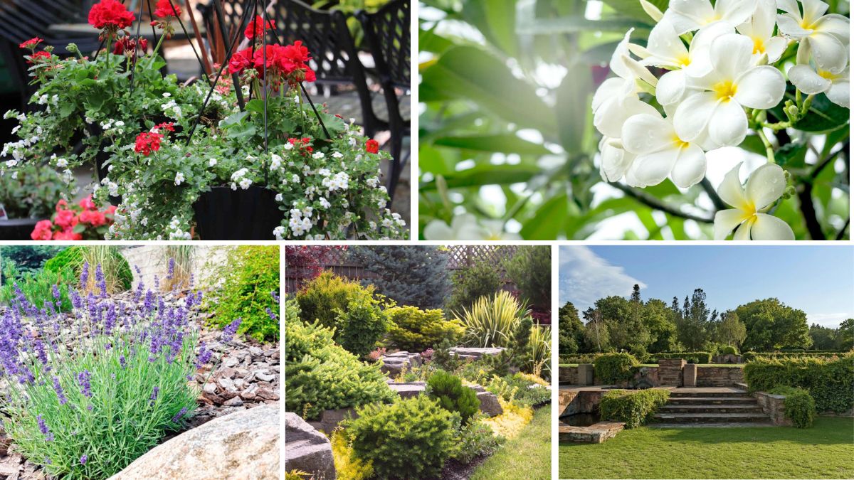 5 Mediterranean-Inspired Flower Beds