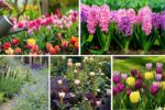 5 Gorgeous Spring Flower Bed Ideas to Refresh Your Garden