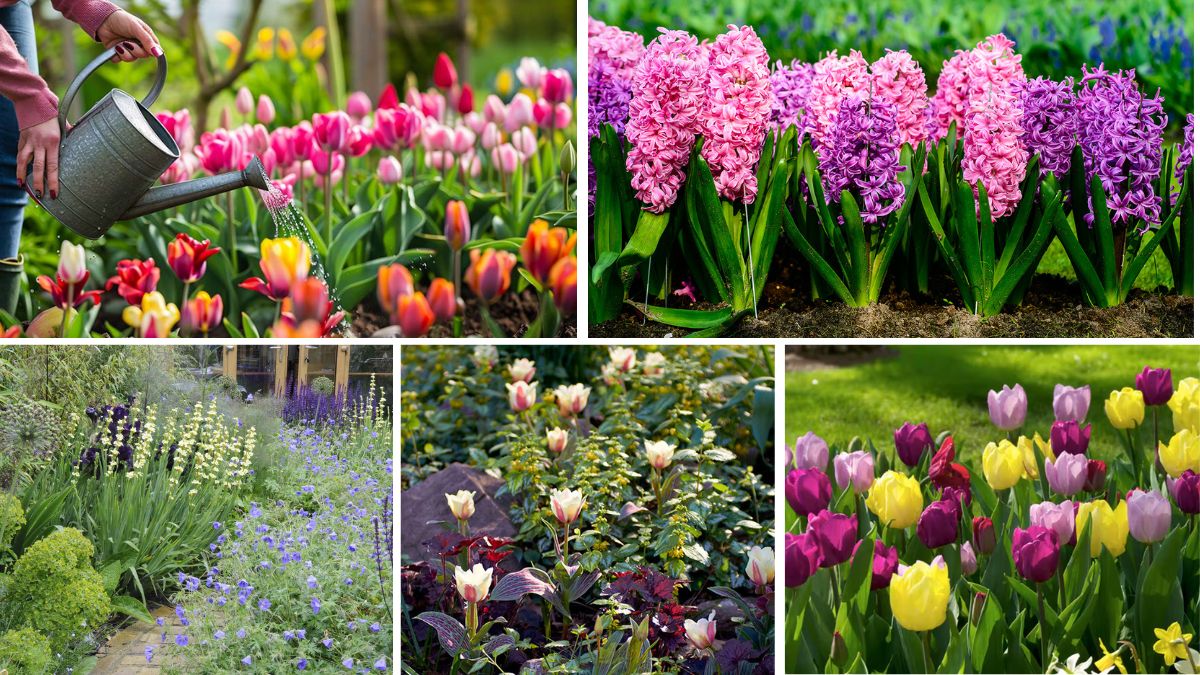 5 Gorgeous Spring Flower Bed Ideas to Refresh Your Garden