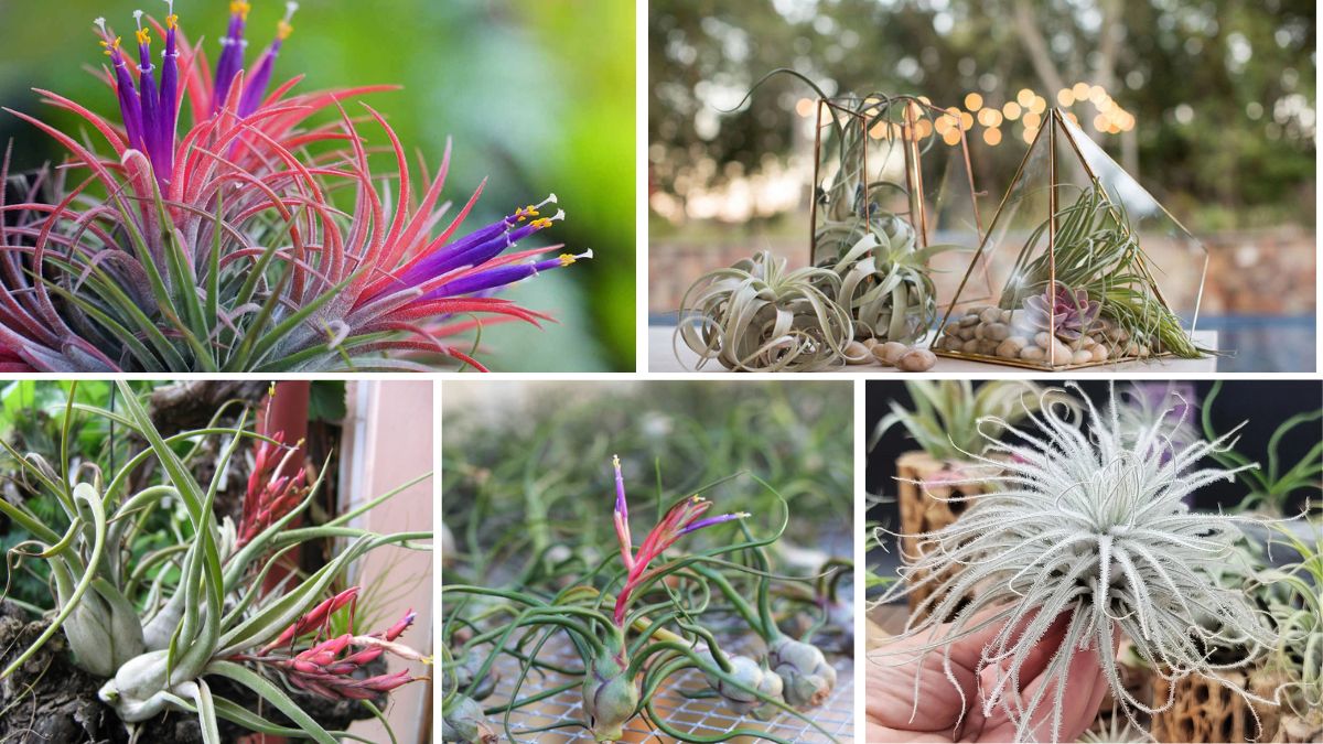5 Unique Low-Light Air Plants to Instantly Upgrade Your Home’s Style