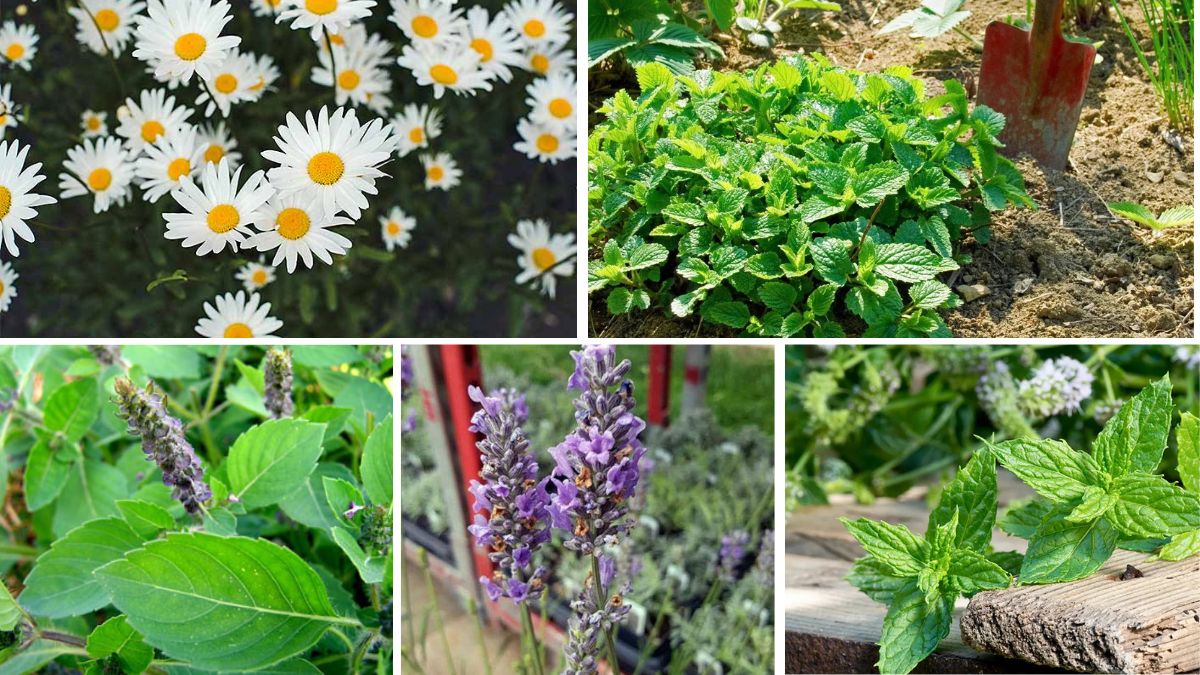 5 Gorgeous Herbal Garden Plants Every Home Needs
