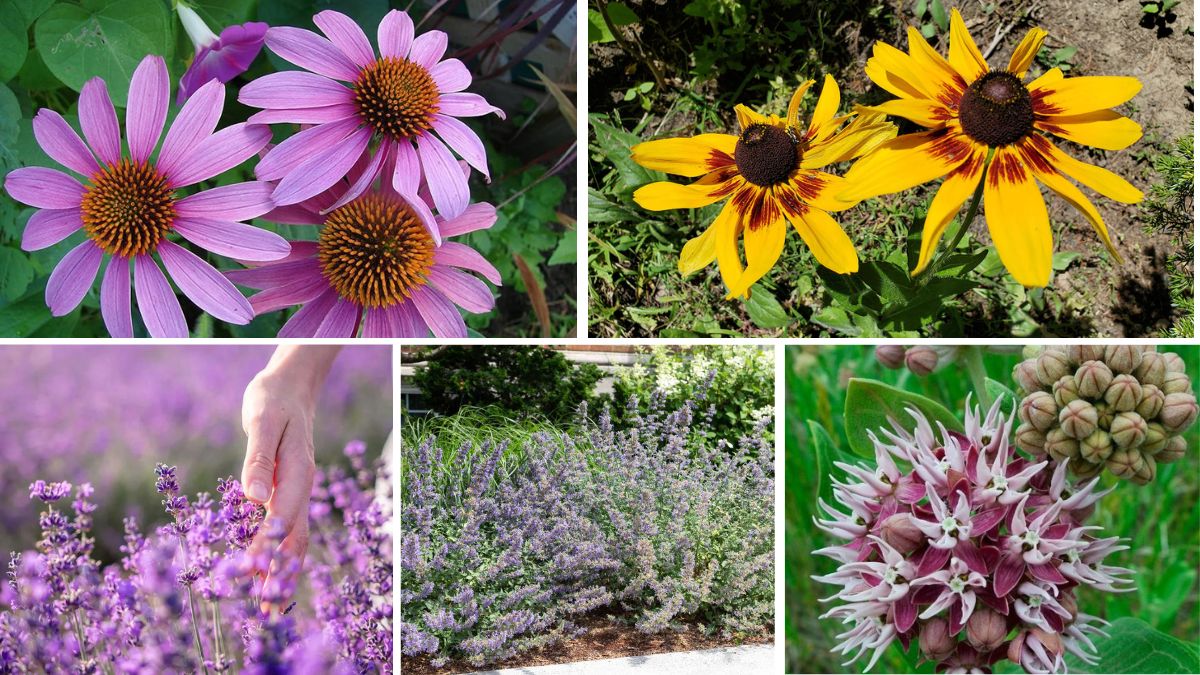 5 Stunning Wildlife-Friendly Perennials to Upgrade Your Outdoor Space