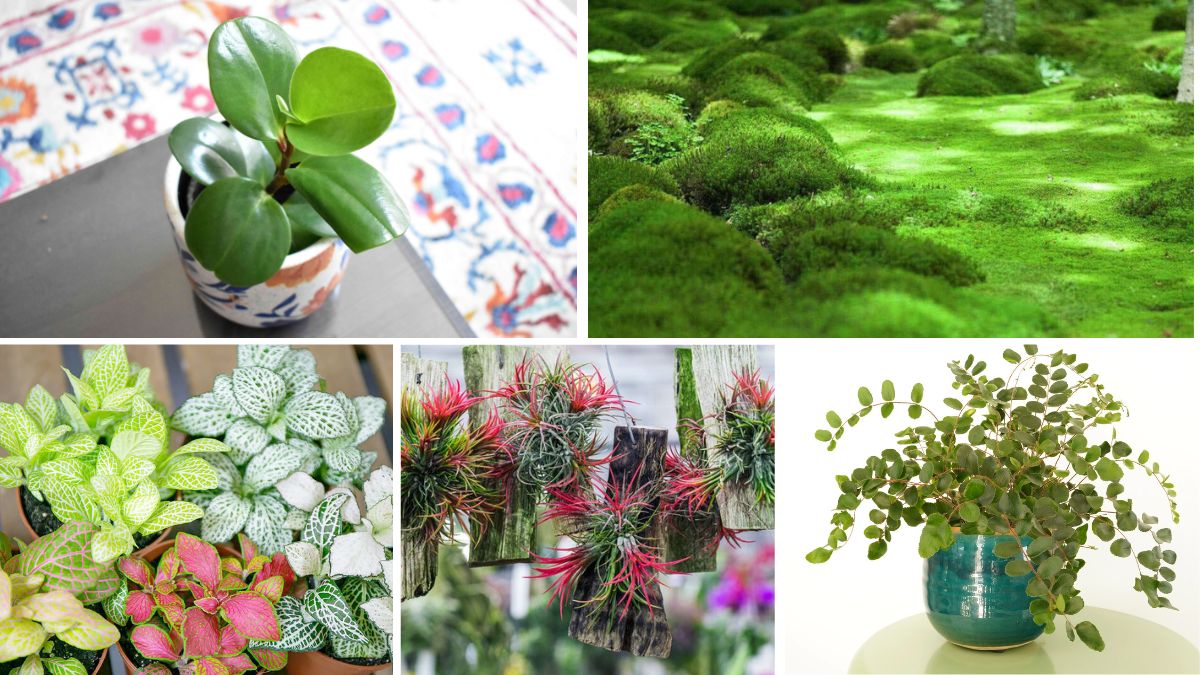 5 Unique Low-Maintenance Terrarium Plants to Elevate Your Home