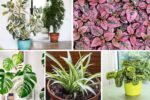 5 Uncommon Variegated Plants That Will Make Your Home Stand Out