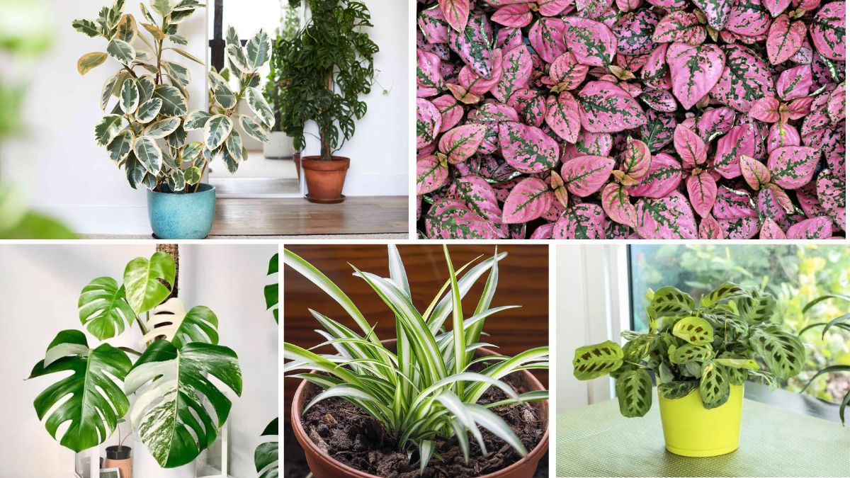 5 Uncommon Variegated Plants That Will Make Your Home Stand Out