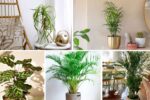 5 Unique Pet-Friendly Indoor Plants to Beautify Your Home
