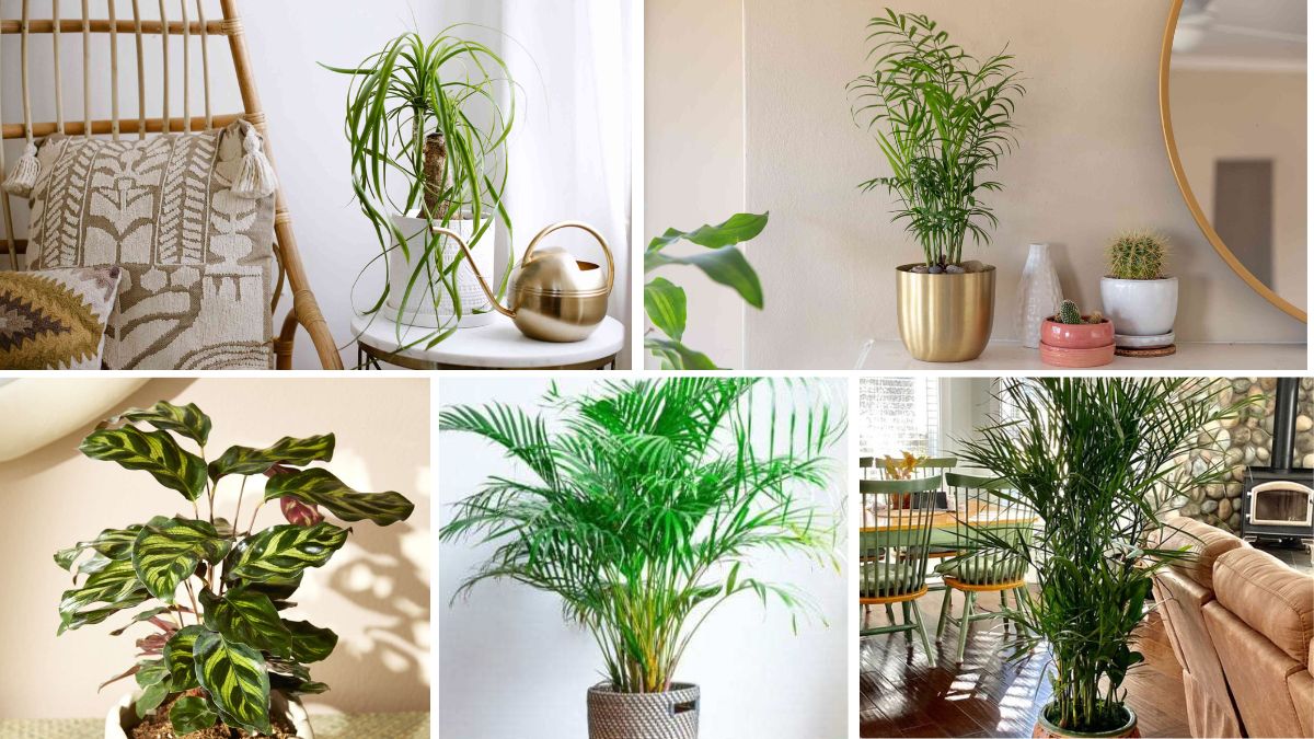 5 Unique Pet-Friendly Indoor Plants to Beautify Your Home