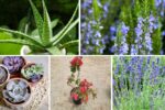 5 Unique Low-Water Balcony Plants to Beautify Your Space with Less Effort