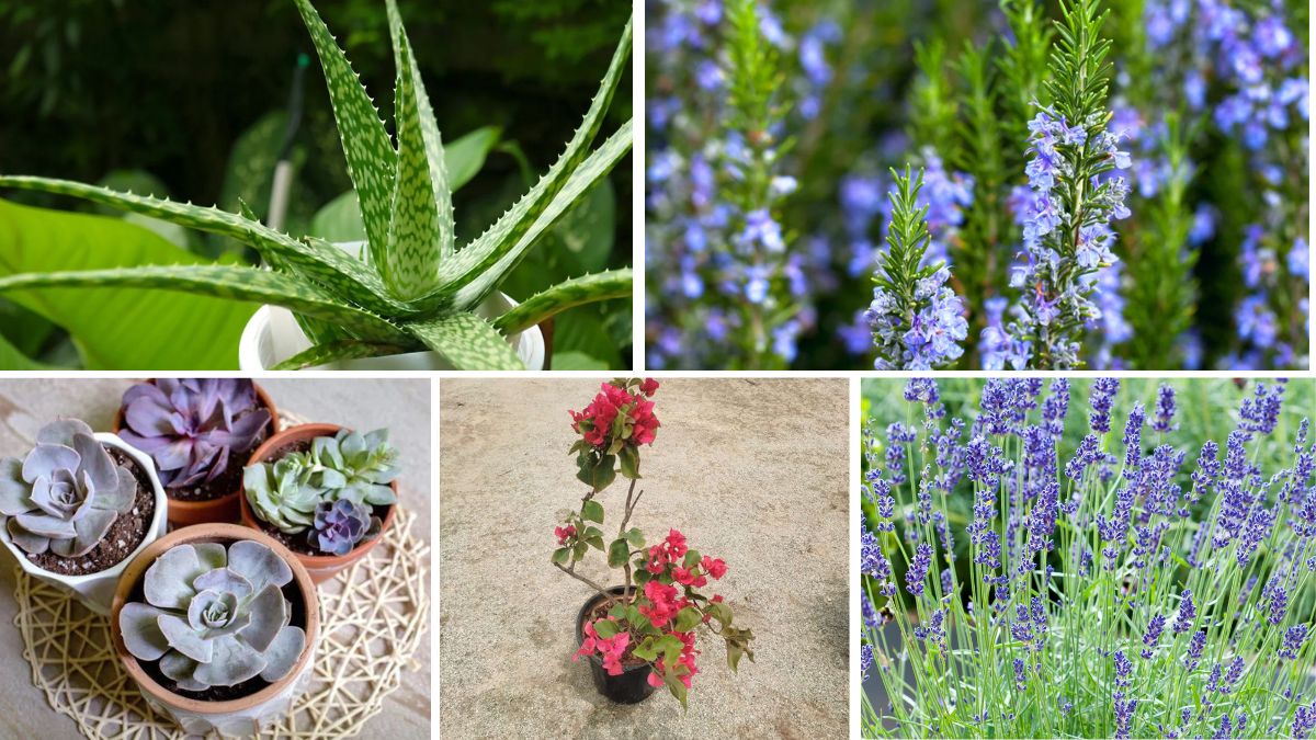 5 Unique Low-Water Balcony Plants to Beautify Your Space with Less Effort
