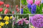 5 Stunning Flowering Bulbs to Add Seasonal Charm to Your Outdoor Space
