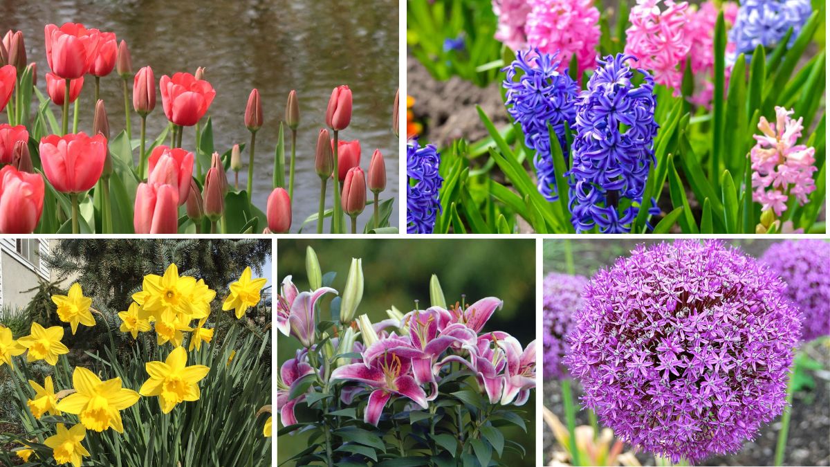 5 Stunning Flowering Bulbs to Add Seasonal Charm to Your Outdoor Space