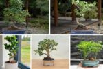 5 Unique Indoor Bonsai Varieties to Upgrade Your Home’s Green Corner