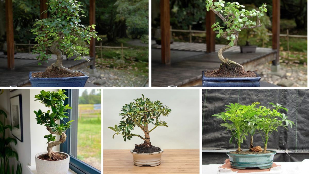 5 Unique Indoor Bonsai Varieties to Upgrade Your Home’s Green Corner