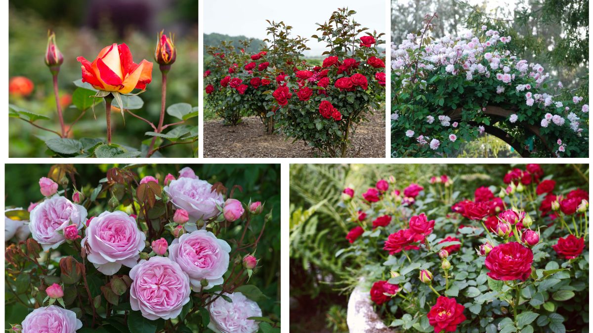 5 Gorgeous Rose-Centered Flower Beds for a Romantic Garden Look