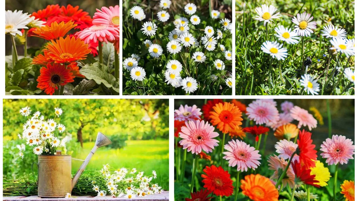 5 Beautiful Daisy-Themed Flower Beds for a Cheerful Outdoor Space
