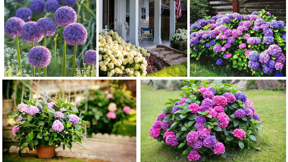 5 Elegant Hydrangea Flower Beds for Timeless Garden Charm