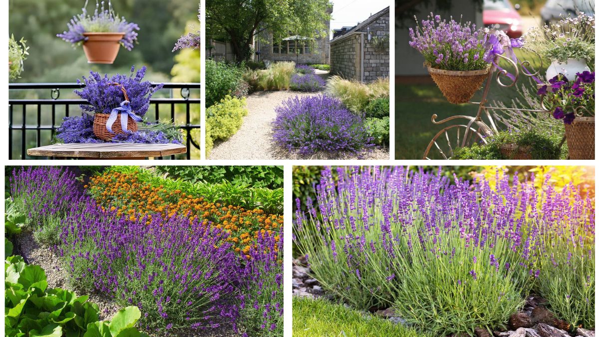5 Creative Lavender Flower Bed Ideas for Fragrance and Beauty