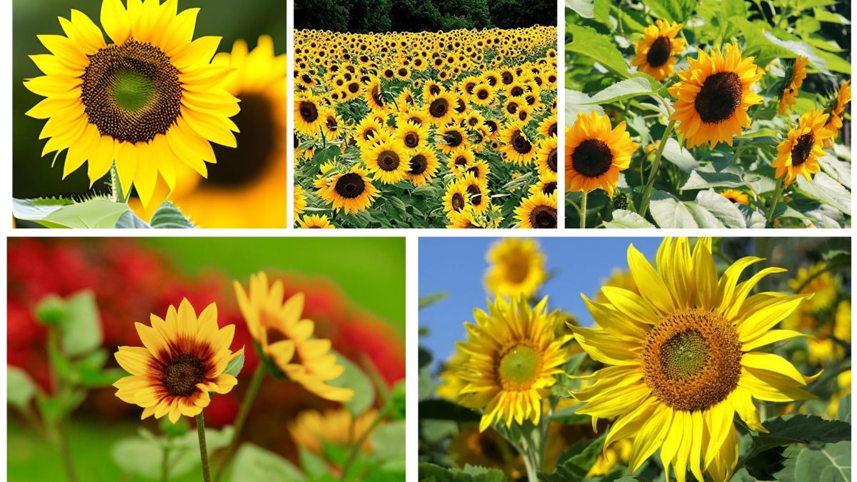 5 Gorgeous Mixed Sunflower Beds for a Bright Outdoor Display