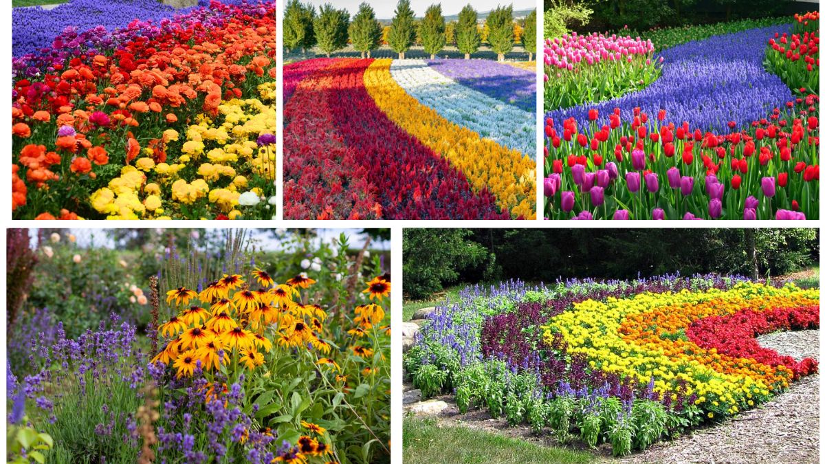 5 Creative Rainbow Flower Bed Layouts for Vibrant Charm
