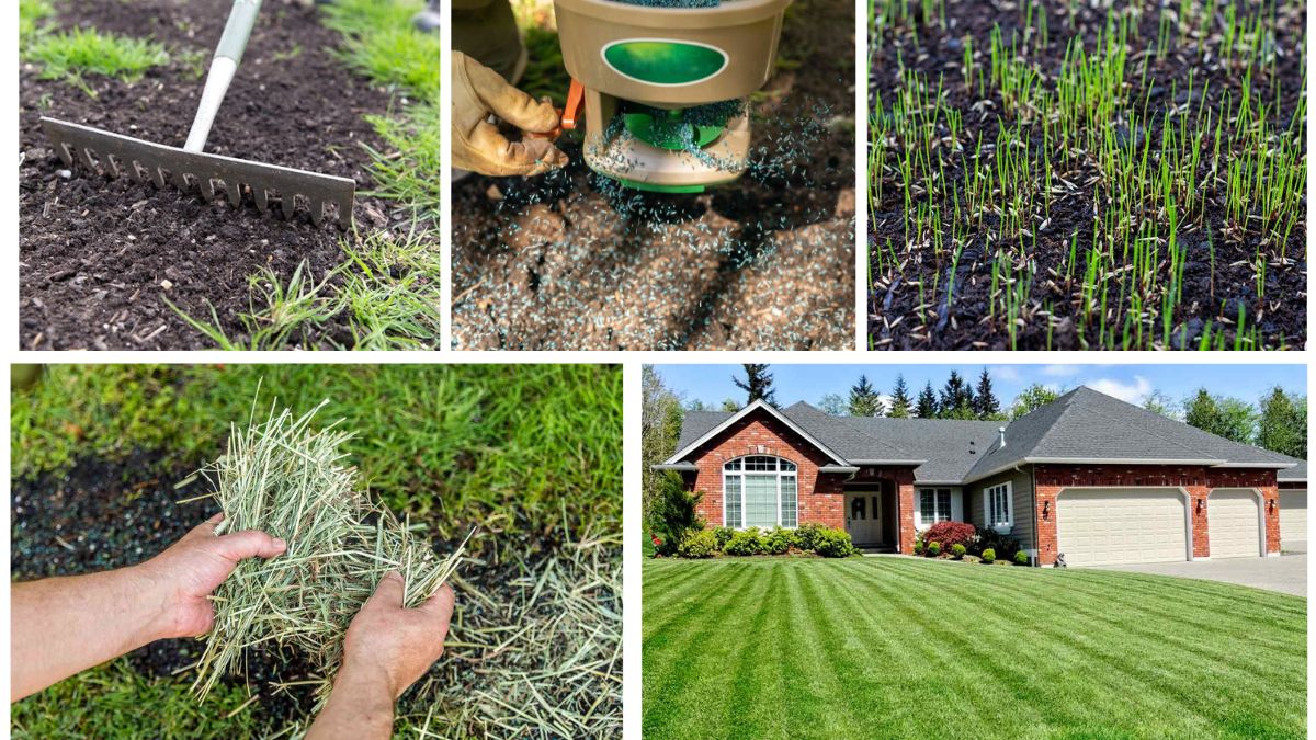 How to Plant Grass Seed on an Existing Lawn: A Complete Easy-to-Follow Guide