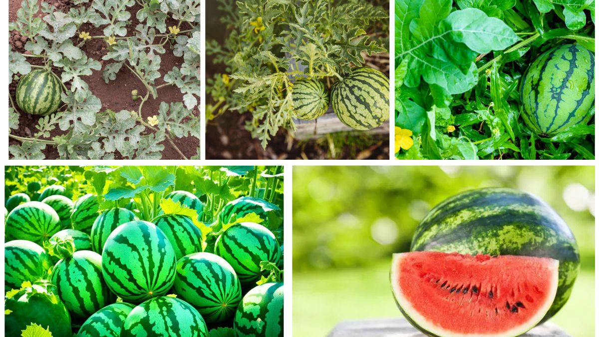 How to Plant Watermelon Seeds for Sweet Summer Treats