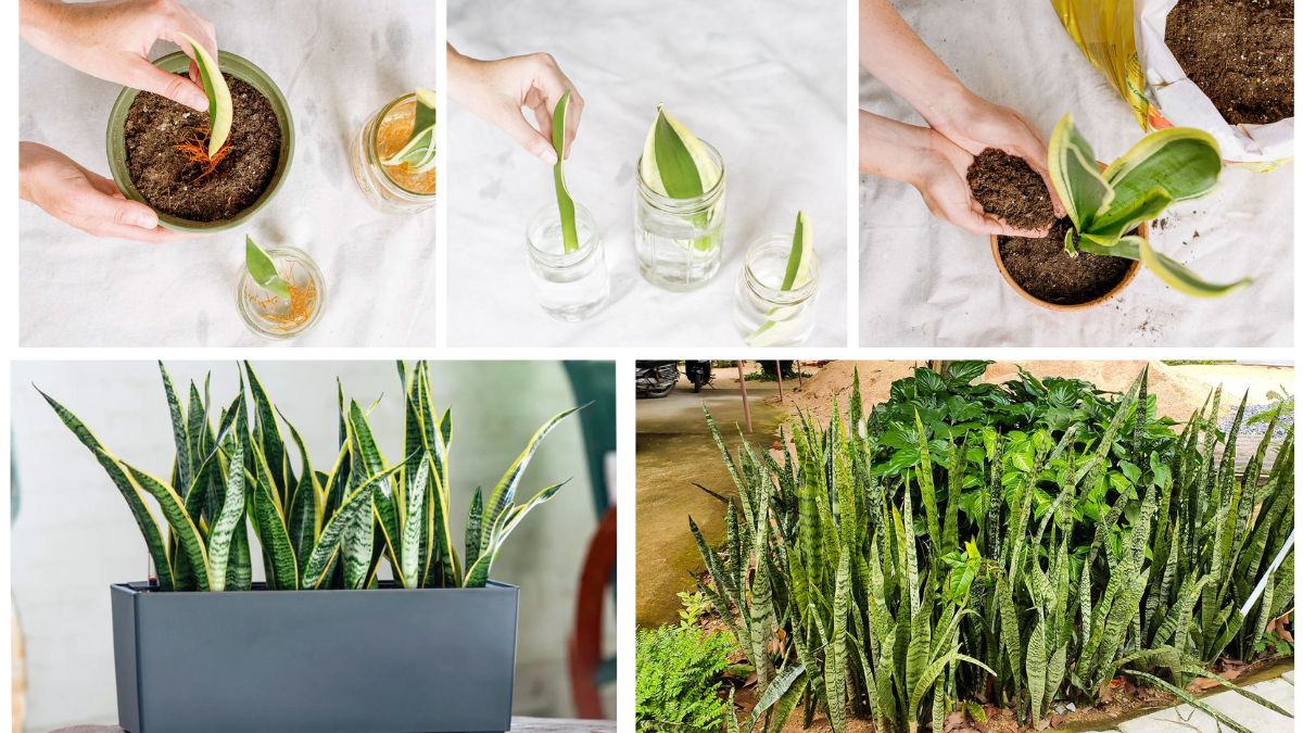 How to Propagate a Snake Plant and Expand Your Collection