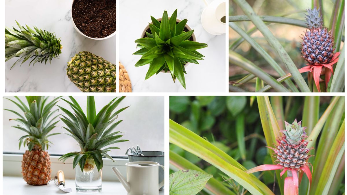 How to Plant a Pineapple for a Unique and Delicious Harvest