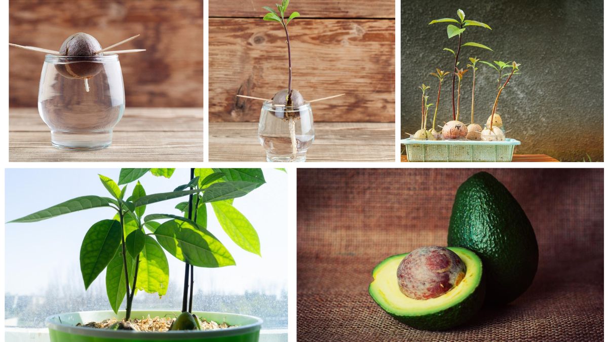 How to Grow an Avocado Pit into a Thriving Plant: A Complete Guide
