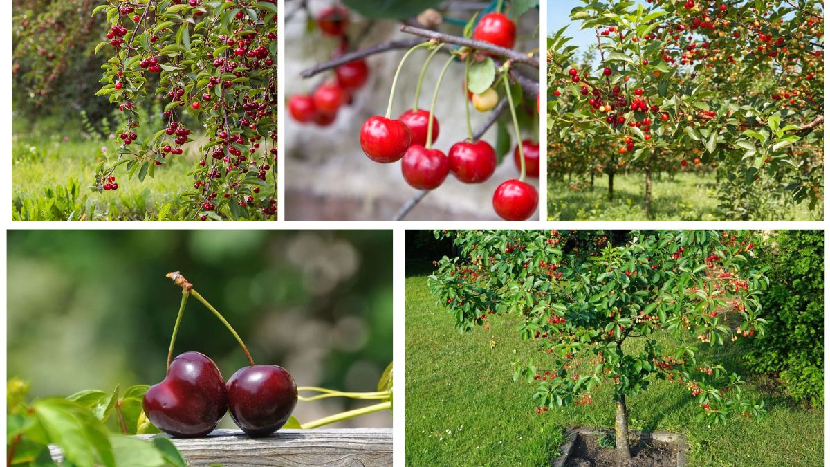 How to Plant Cherry Pits for Fruit-Bearing Trees