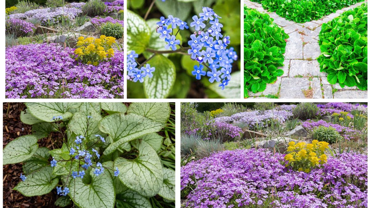 5 Unique Ground Cover Plants That Return Every Year