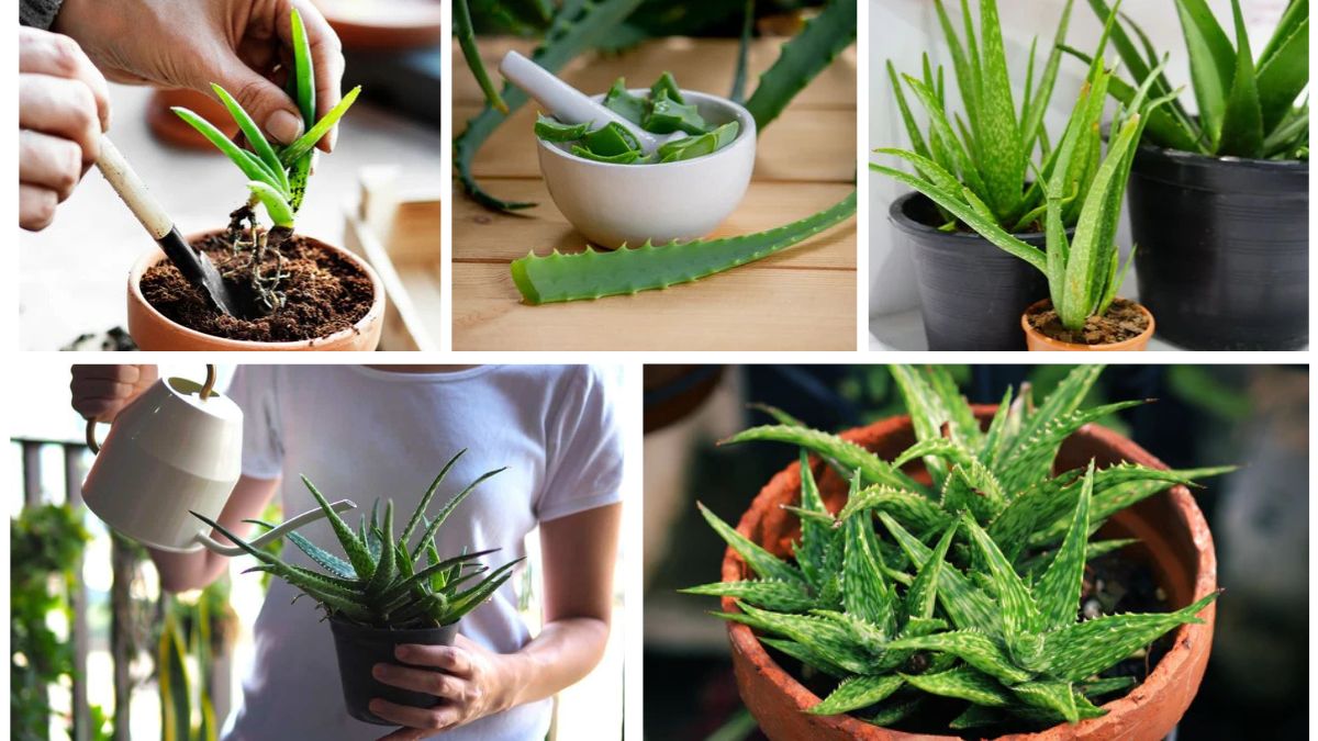 How to Plant an Aloe Vera for Beginners: A Complete Easy-to-Follow Guide