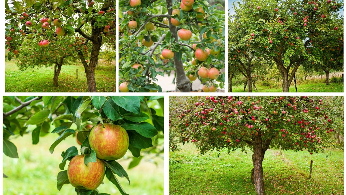 How to Plant an Apple Tree and Enjoy Fresh Fruit