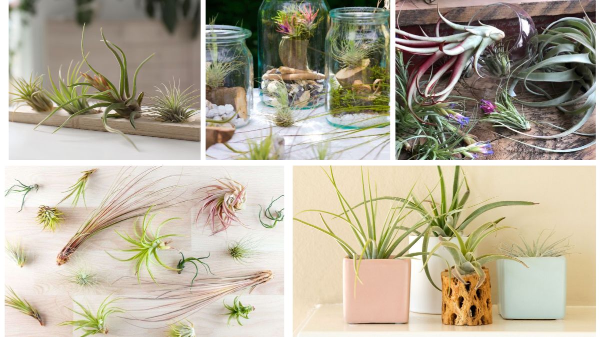 5 Air Plants That Don’t Need Soil or Fuss