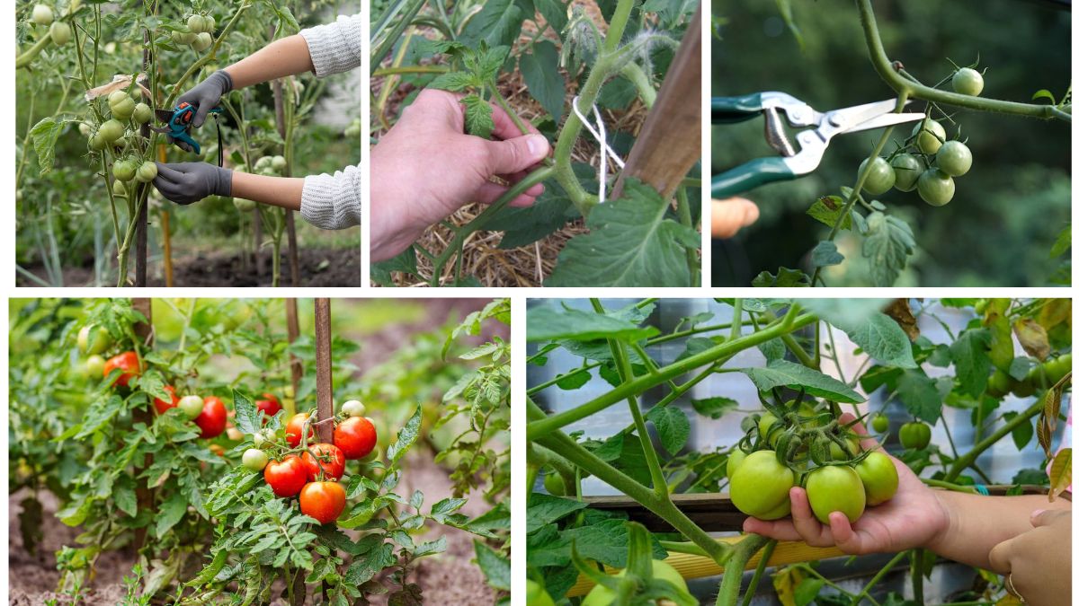 How to Prune a Tomato Plant for Better Growth: A Complete Gardener’s Guide