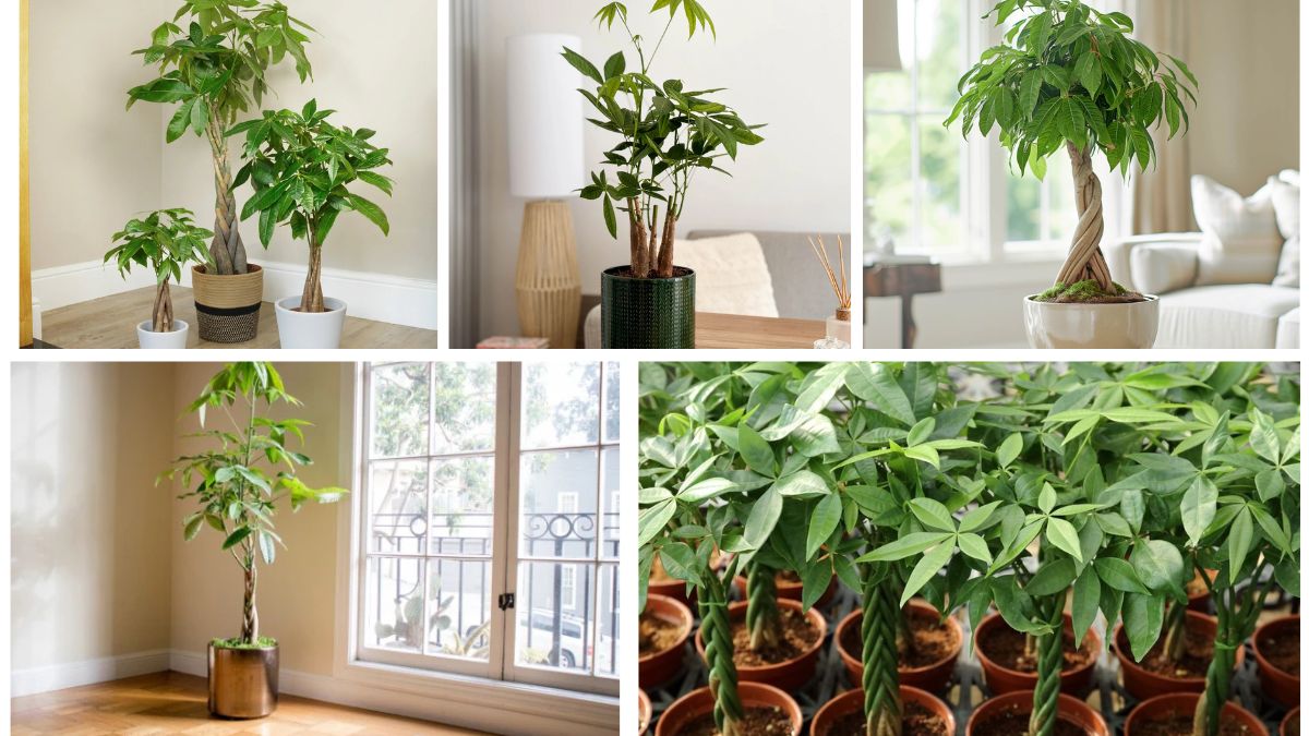 Money Tree Plant Care Tips for Luck and Prosperity at Home