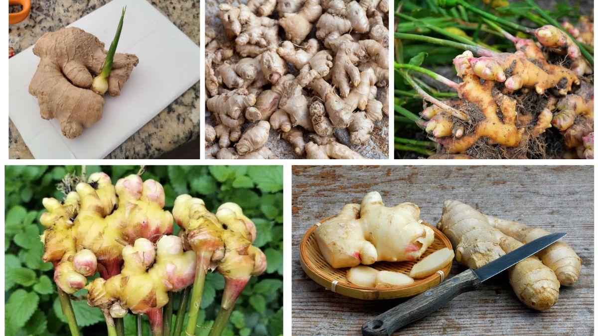 How to Grow Fresh Ginger Root in Your Garden or Kitchen
