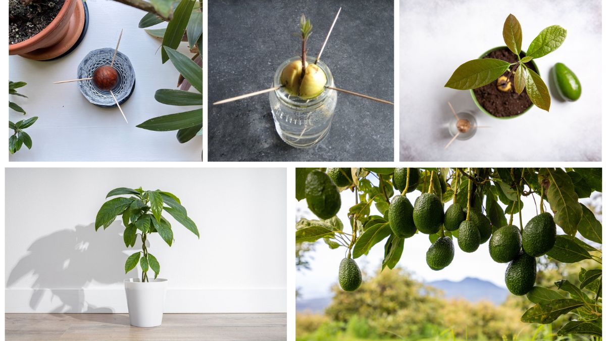 Growing an Avocado from Seed: Watch Your Tree Take Shape