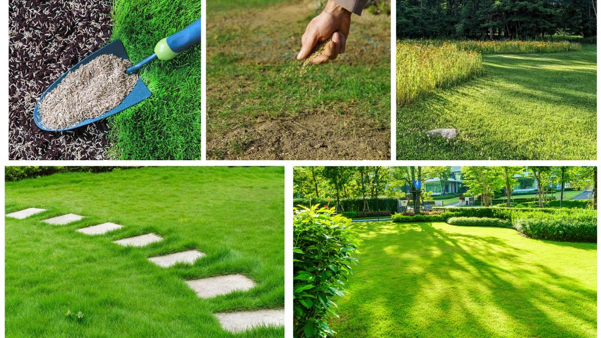 Easy Guide to Planting Grass Seed on Existing Lawns