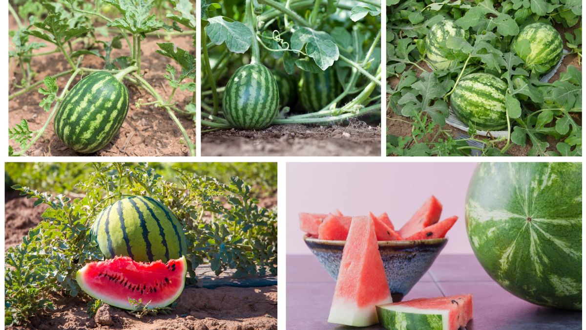 How to Grow Watermelons from Seed for a Sweet Harvest